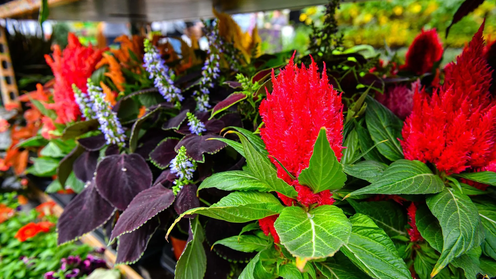 Пресс-служба администрации городского округа Химки