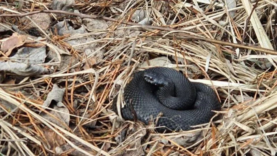 Фото: Алла Головотюк