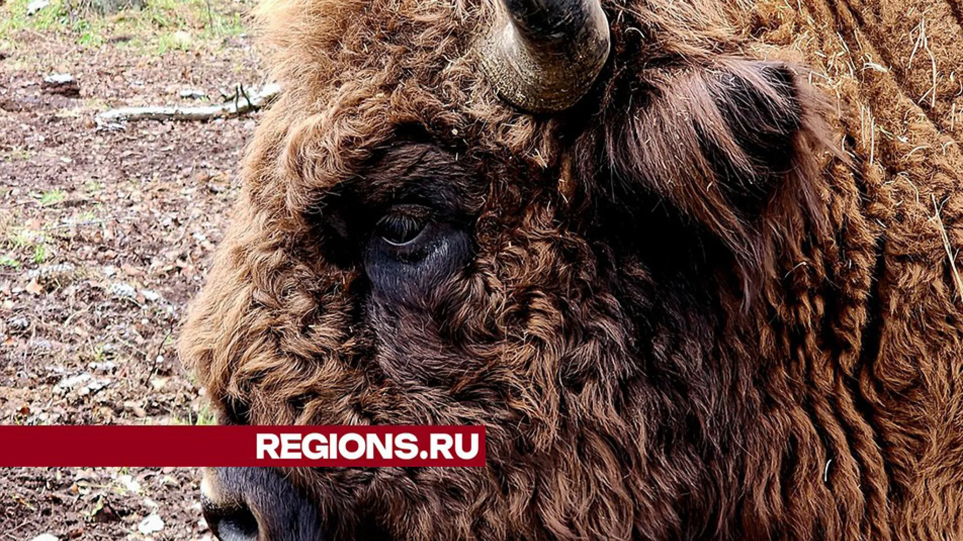 Фото: REGIONS/Александр Степушкин