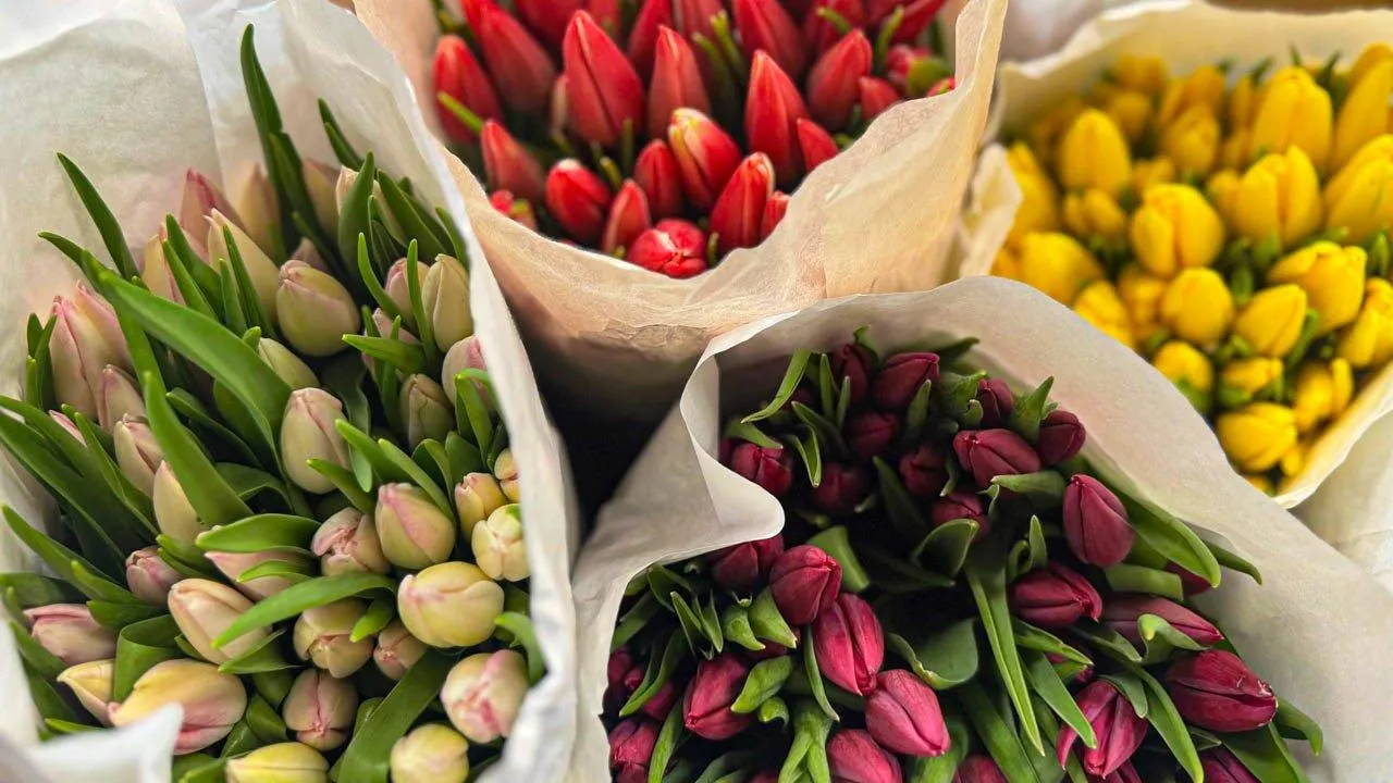 REGIONS/Дарина Левкина