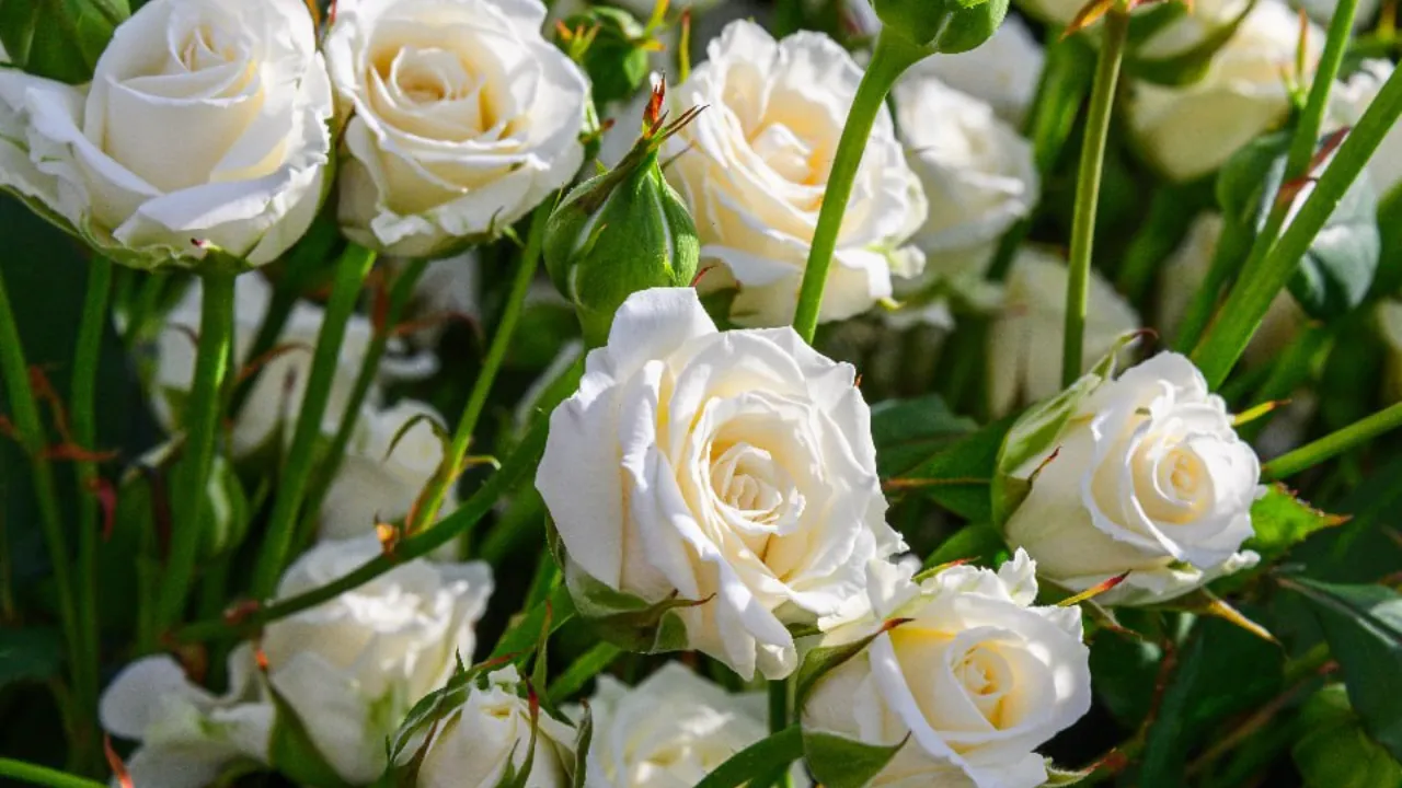 медиасток.рф