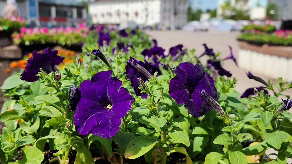 Фото: МедиаБанк Подмосковья/Валентина Максимова