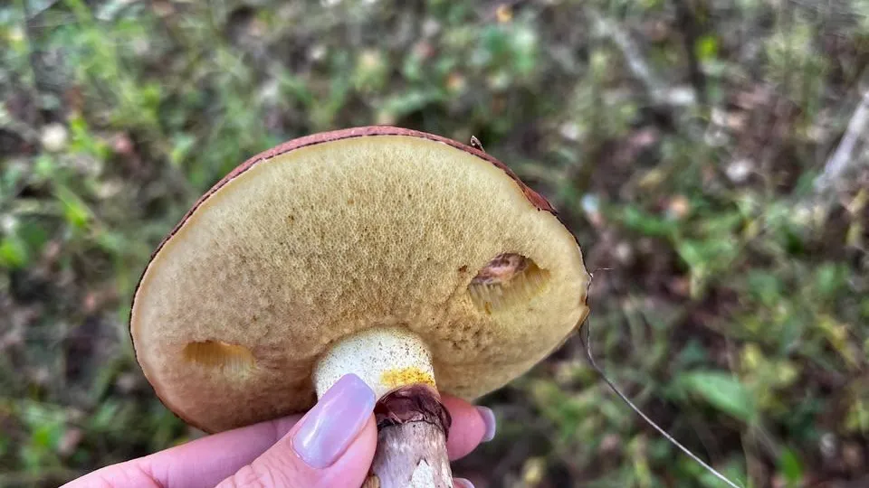 Анна Токорева