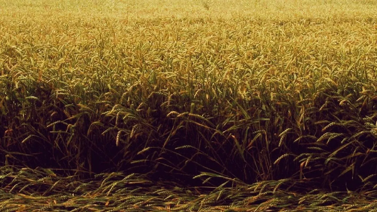 Россия поставила рекордный объем пшеницы в Африку