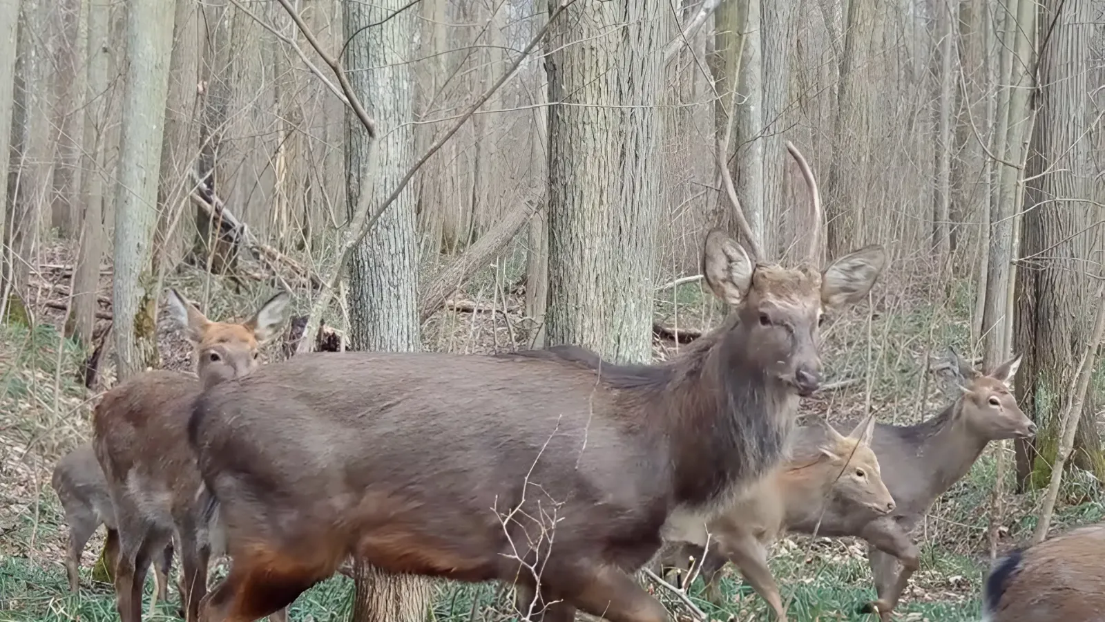 Фото: Приокско-Террасный заповедник