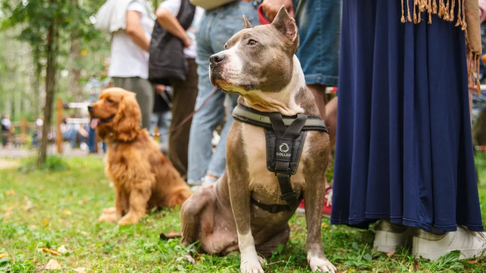 Фото: Министерство культуры и туризма МО