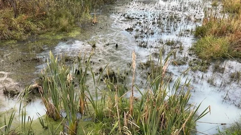 Фото: Министерство экологии и природопользования Московской области