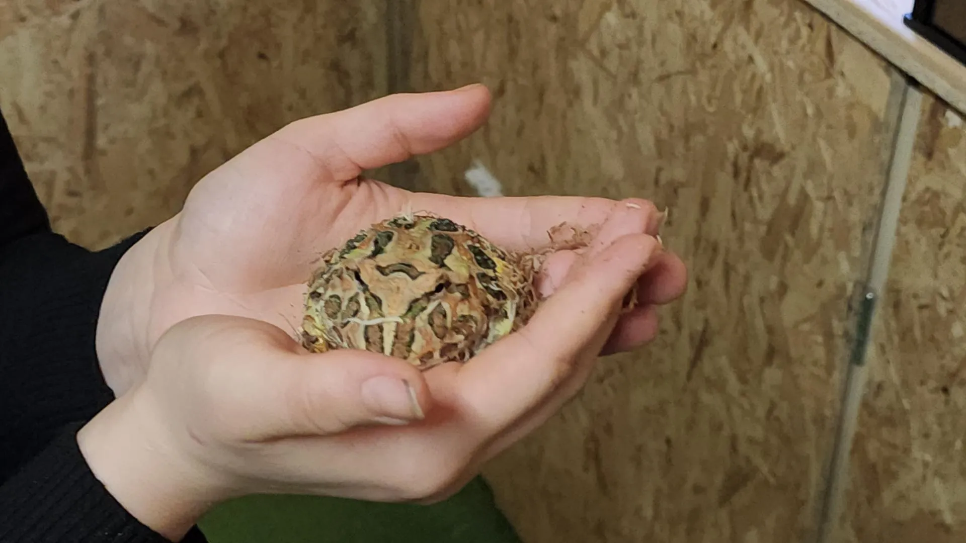 REGIONS/Елена Шумакова