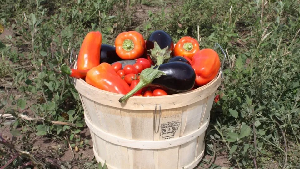 Фото: pxhere.com