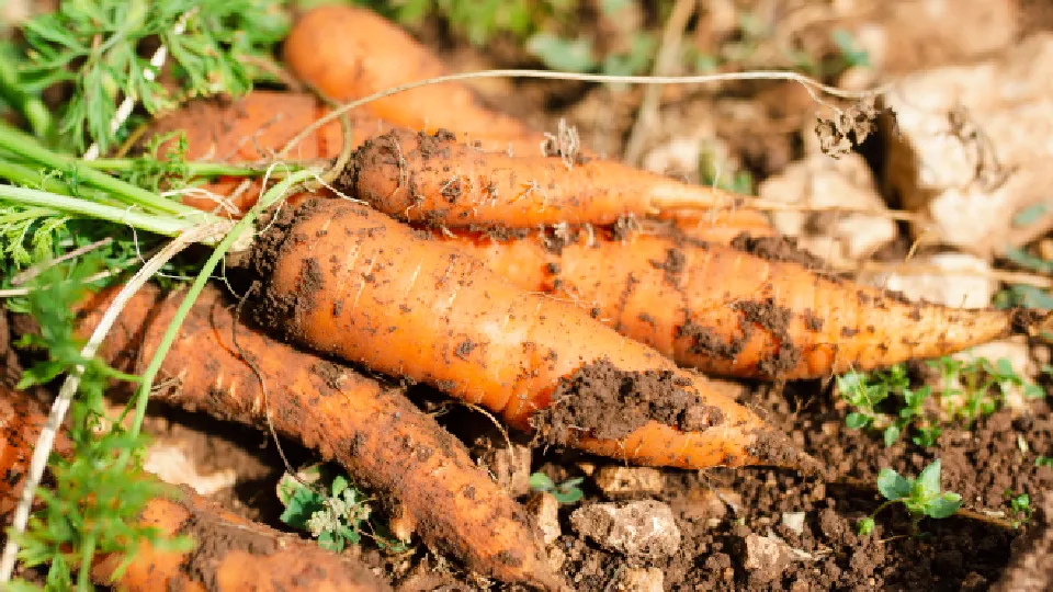 Фото: freepik.com