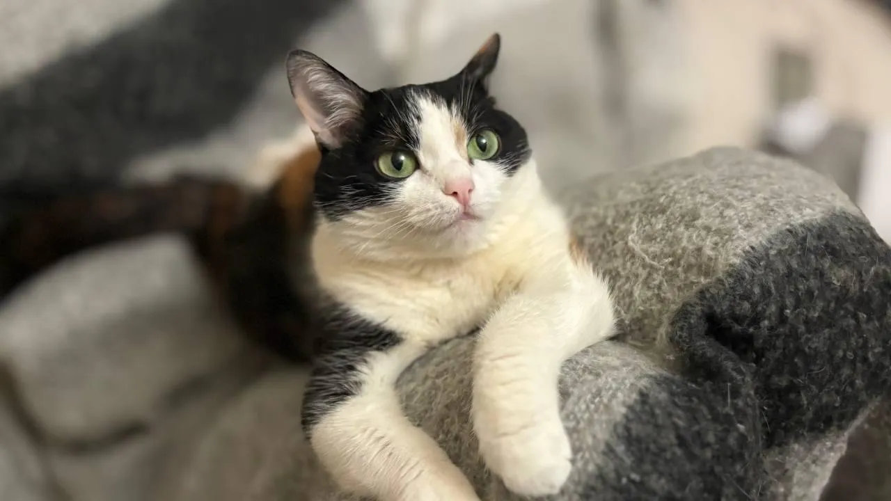 REGIONS/Полина Крачун