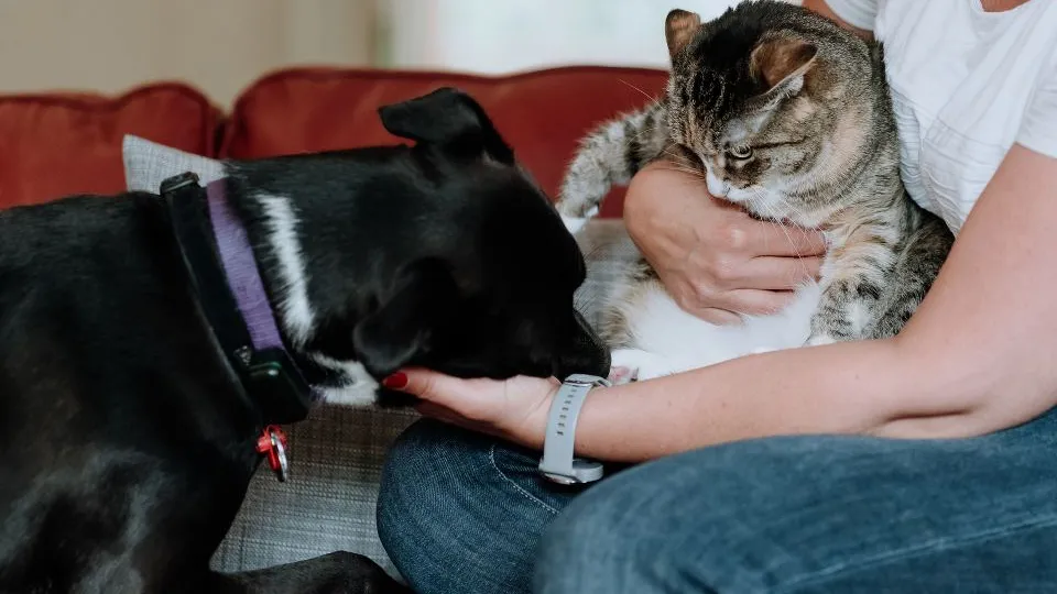 Фото: istockphoto.com/Michele Pevide