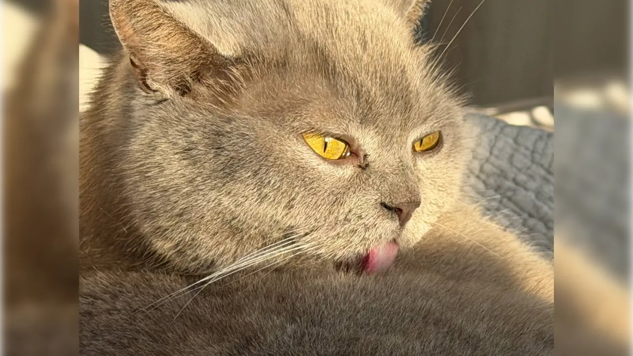 REGIONS/Елена Фурман