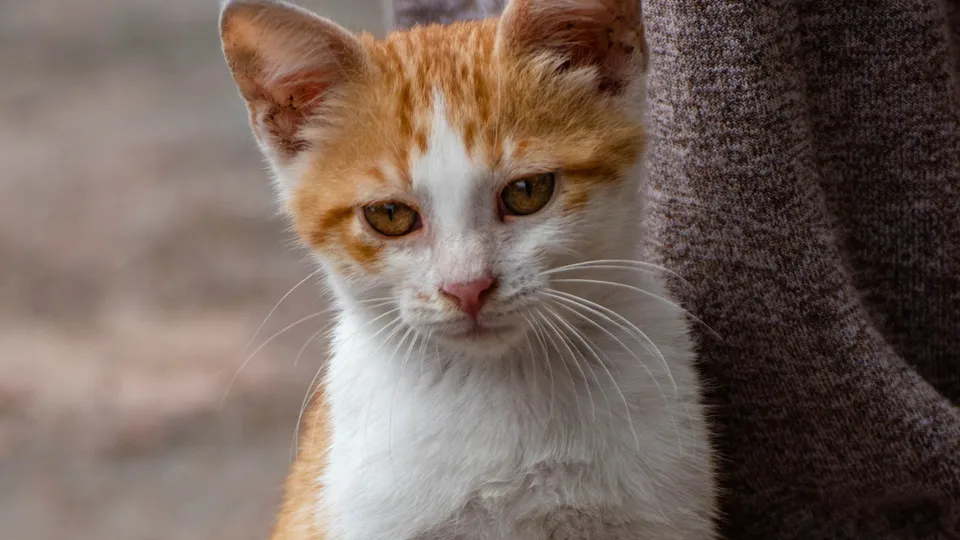 Фото: istockphoto.com/Stanko Mladenovic