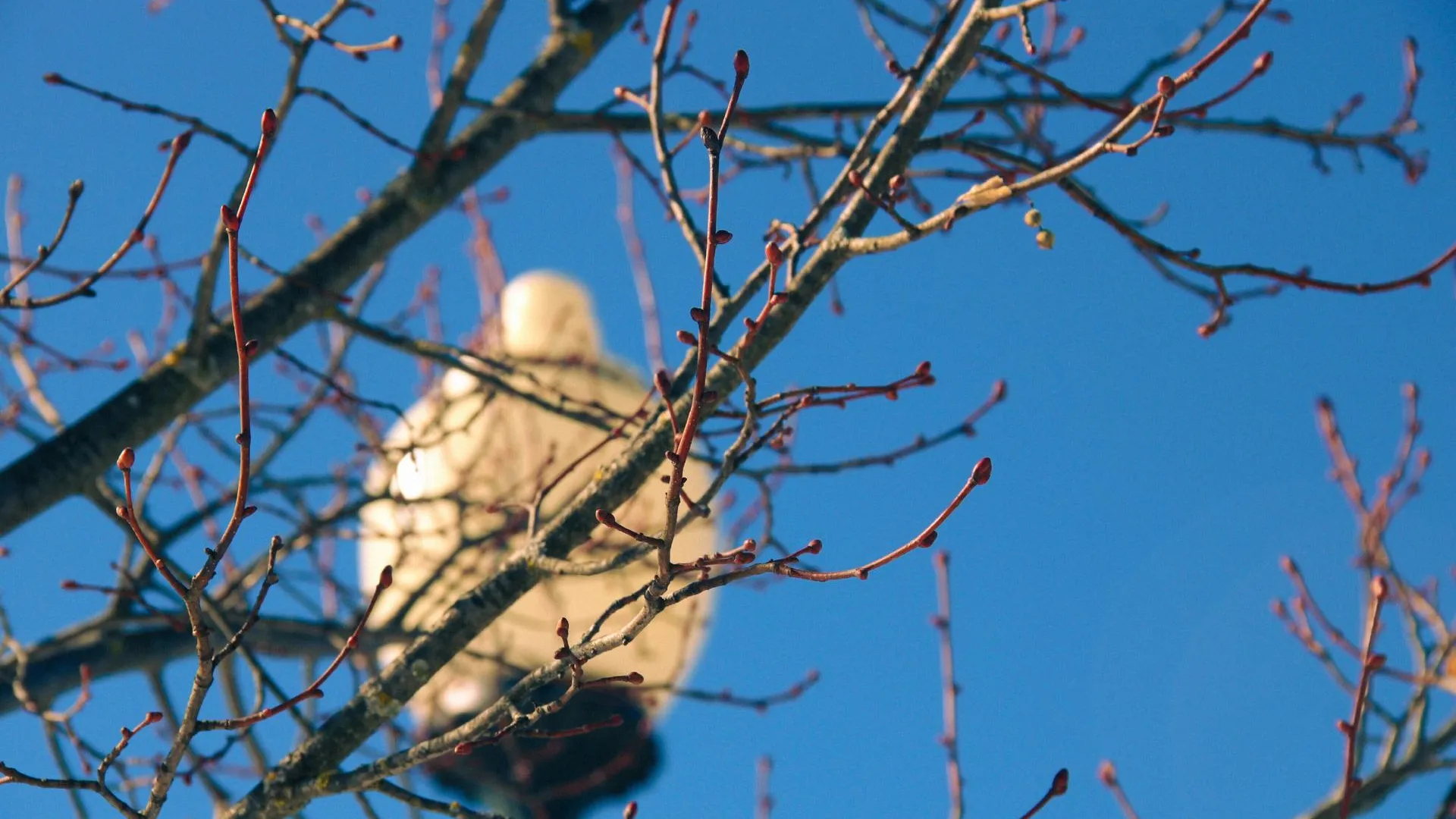 Шаховской Городской парк