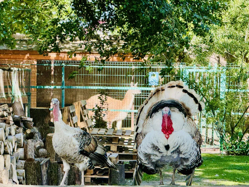 Фото: Ольга Стаферова