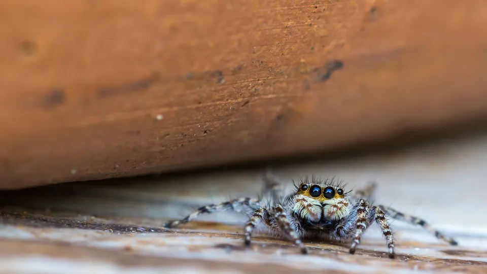 Фото: freepik.com