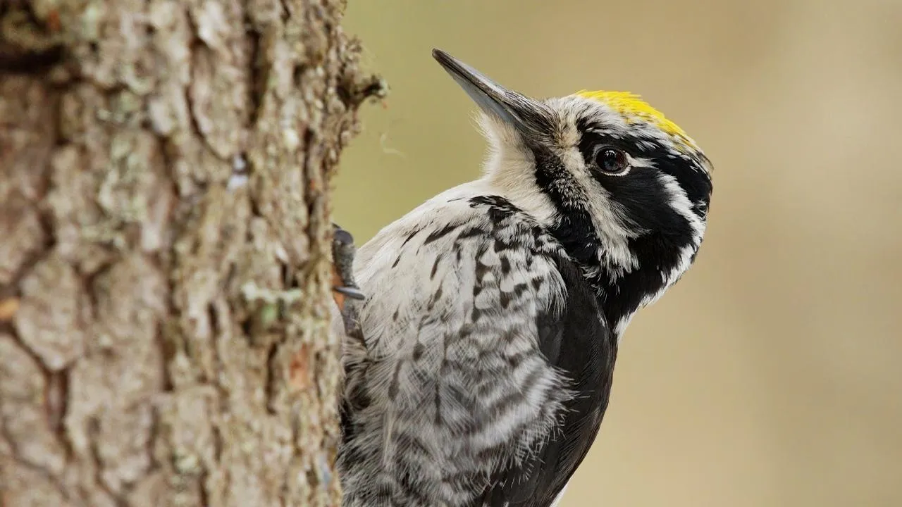 istockphoto.com/Henri Lehtola