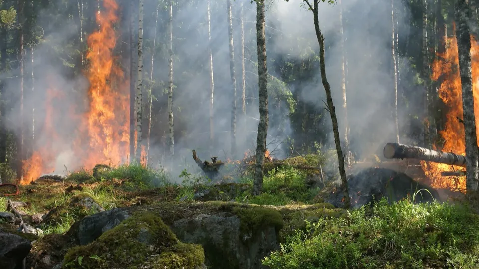 Фото: pxhere.com