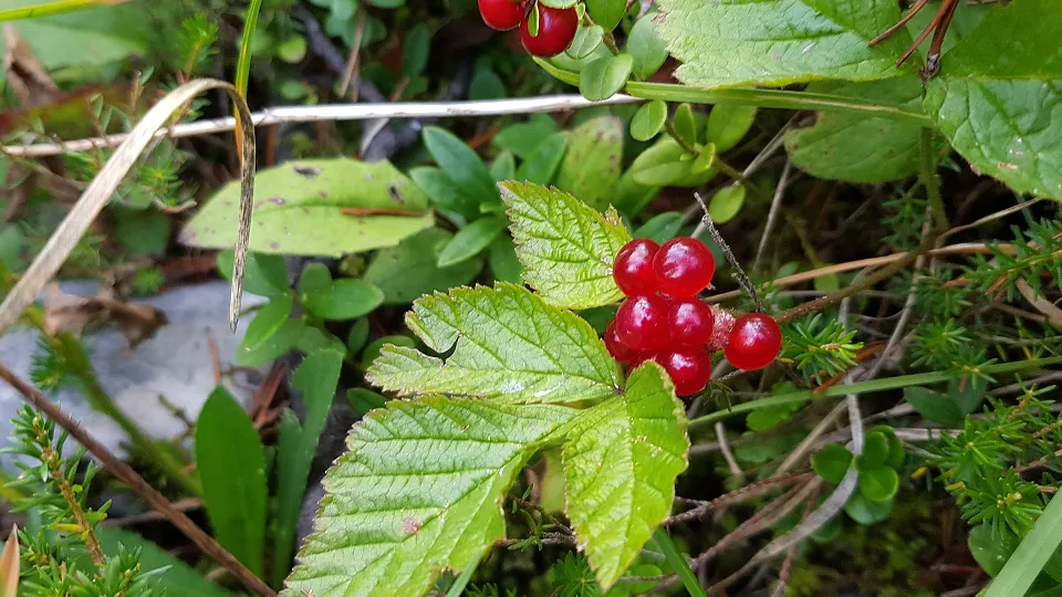 Фото: сommons.wikimedia/Simon Legner