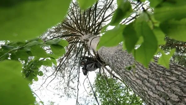 В Уфе неадекватный мужчина залез на дерево и не хотел спускаться