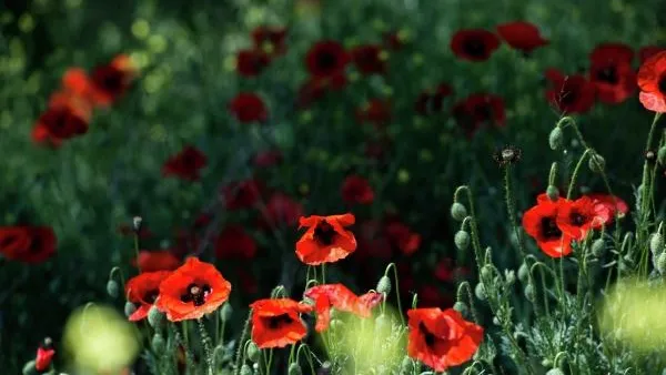 В Курганской области 80-летняя женщина может сесть в тюрьму из-за выращивания мака