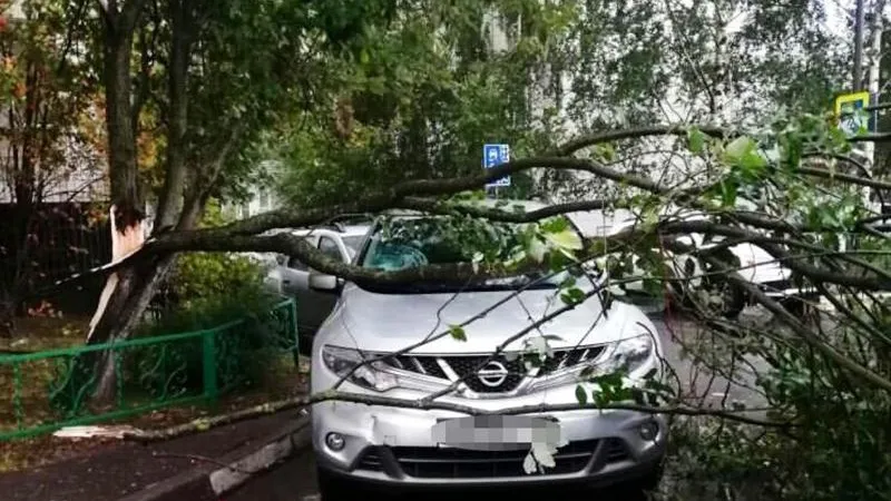 Деревья падали в выходные в Подмосковье