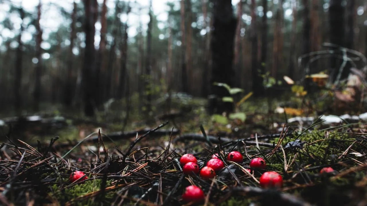 В лесах под Петербургом из-за аномального тепла появилась прошлогодняя клюква