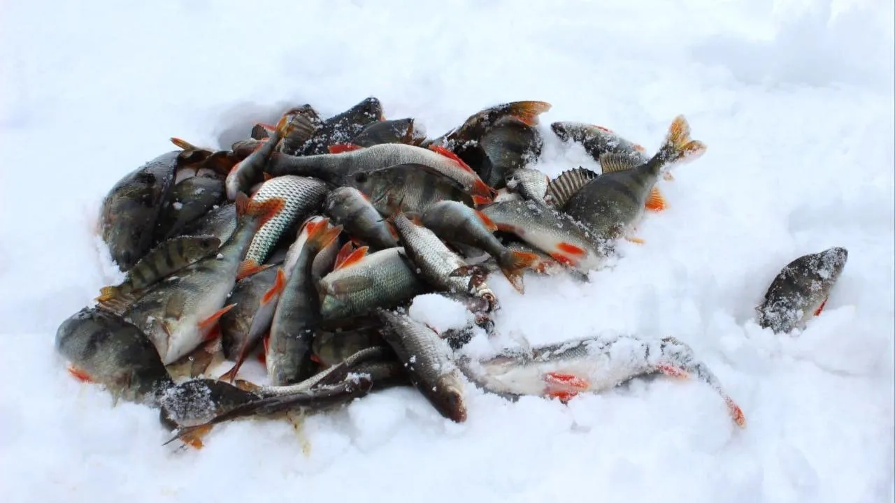 ГКУ «Мособлпожспас»