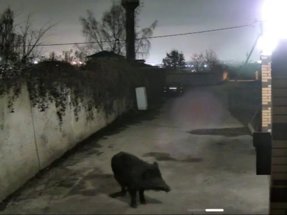 Фото: t.me/uprimskiy1