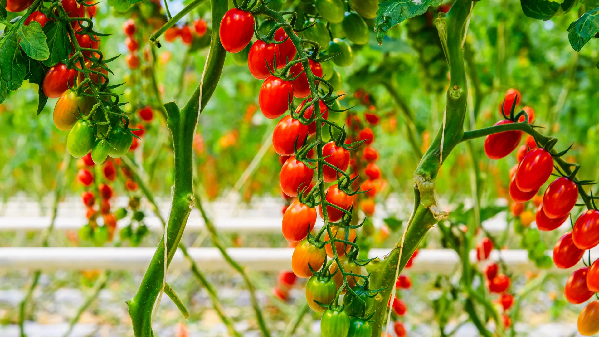 Выбор агронома: неприхотливый сорт томатов для обильного урожая в Подмосковье