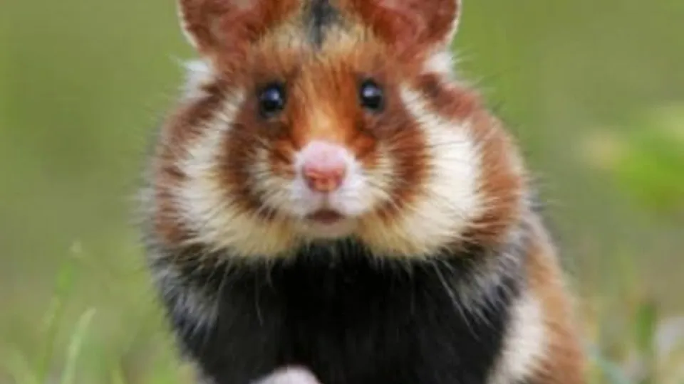 Фото: Министерство экологии Московской области