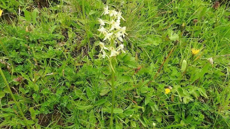 Joachim Lutz / wikimedia.org