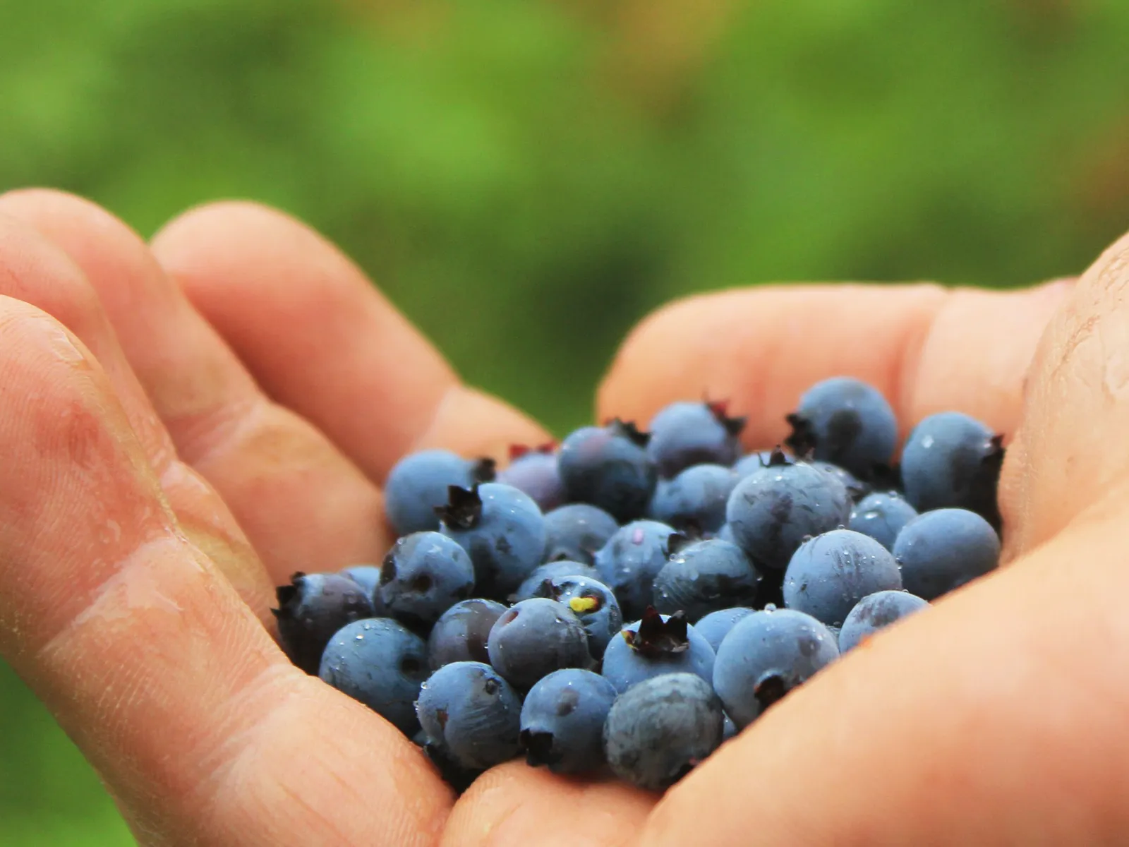 Фото: pxhere.com