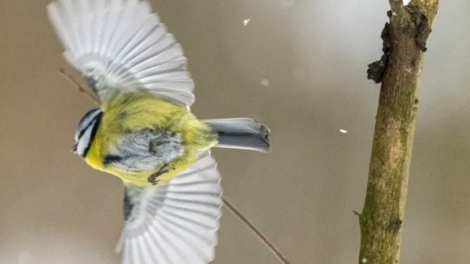 Фото: Turan Özfidan