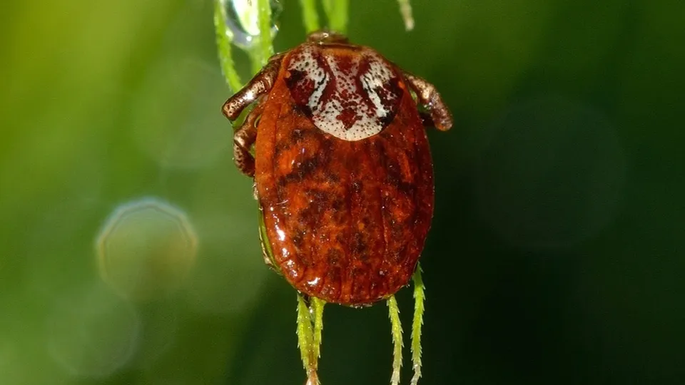 Фото: pxhere.com