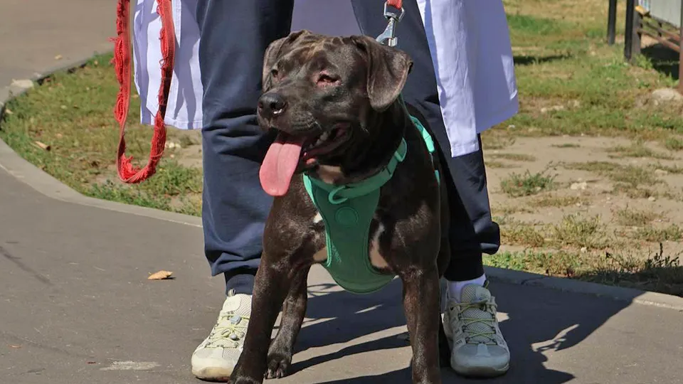 Фото: пресс-служба Администрации г.о. Ступино