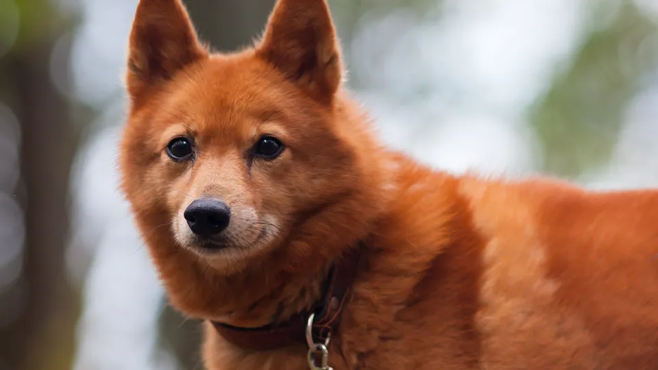 Фото: istockphoto.com/PavelRodimov