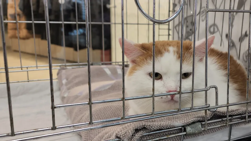 Фото: МедиаБанк Подмосковья/Ольга Шеметова