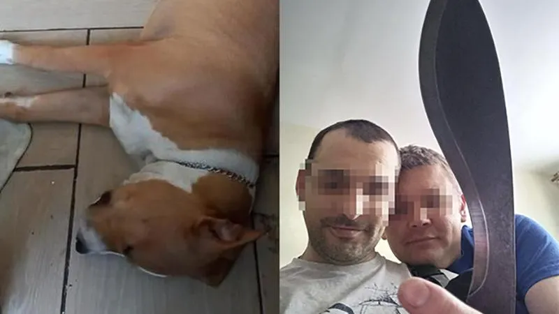 Охотники на живодёров. Антидогхантеры./vk.com
