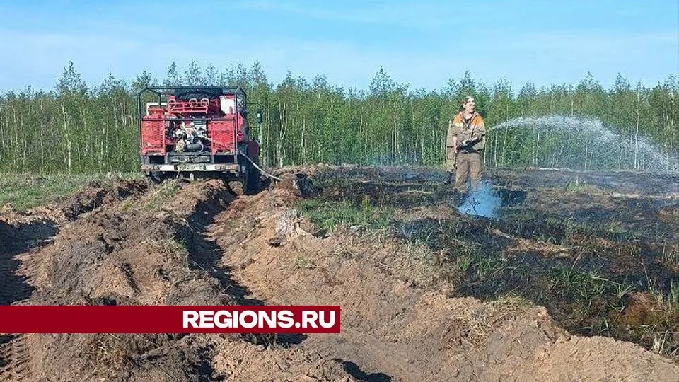 Фото: Комитет лесного хозяйства Московской области