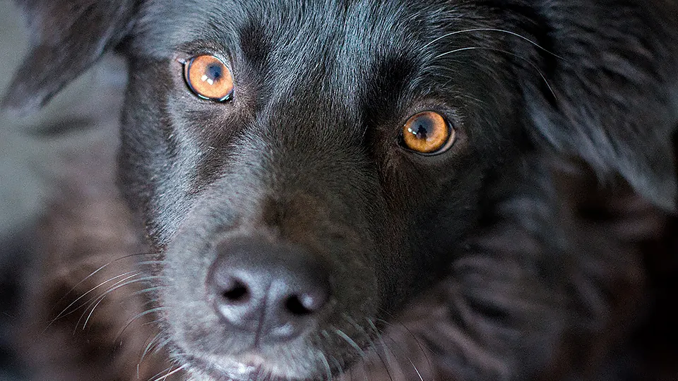 Фото: pxhere.com