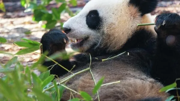 Панды в Московском зоопарке встретятся через несколько лет