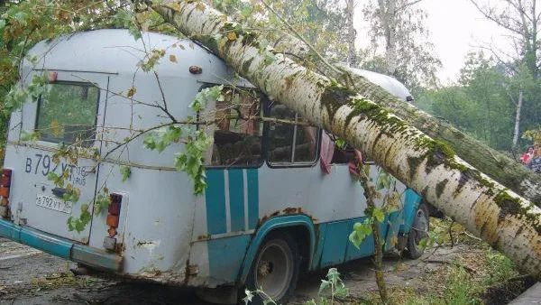 Заявить об аварийных деревьях в Клину теперь можно по телефону