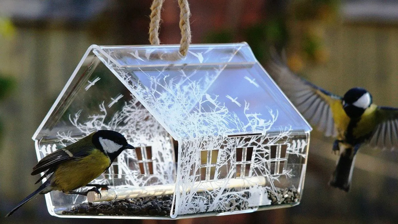 Фото из открытых источников