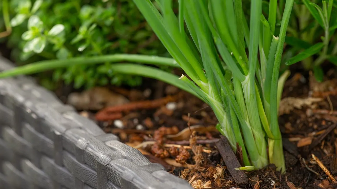 istockphoto.com/ChristopherBernard