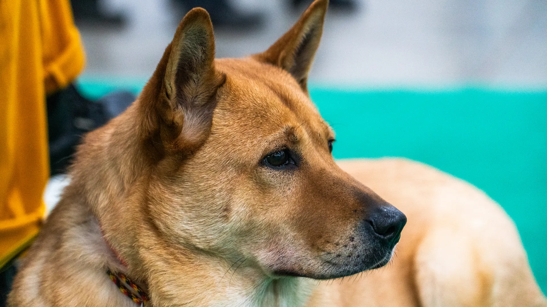 Фестиваль любви к домашним животным «Зоофест эко 2026» в «Крокус Экспо» в Красногорске