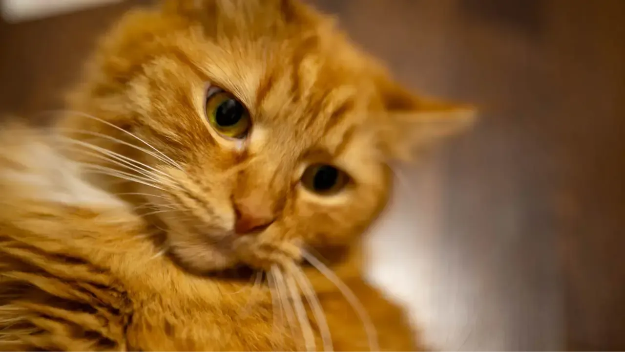 REGIONS/Владимир Ерастов