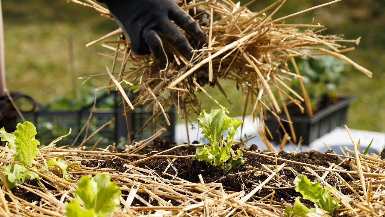 istockphoto.com/zlikovec