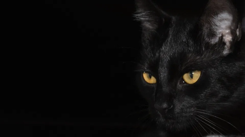 Фото: pxhere.com